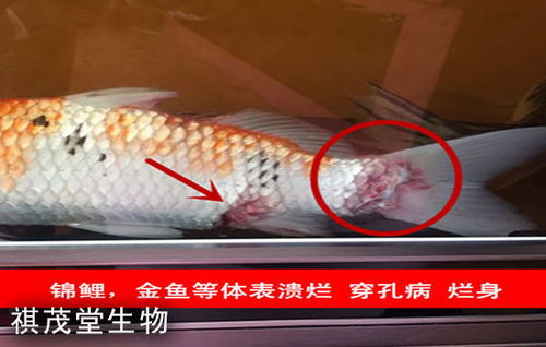 魚類肝膽疾病的成因、防治措施及五黃粉（五黃散）的應用詳解