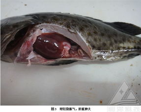 水產養殖核心指南 漁病防治與健康管理策略