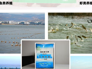 二氧化氯在水產魚病防治中的應用 專業消毒劑的科學使用