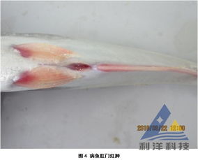 巴沙魚細菌性敗血癥防控指南 從病原解析到綜合防治策略