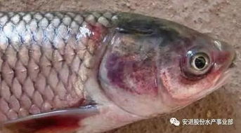水產養殖必備秘籍 肉眼就能發現的30種常見魚病外觀癥狀