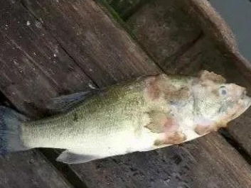 水產養殖遇上水霉病，該怎么防治？一篇實用的魚病防治指南