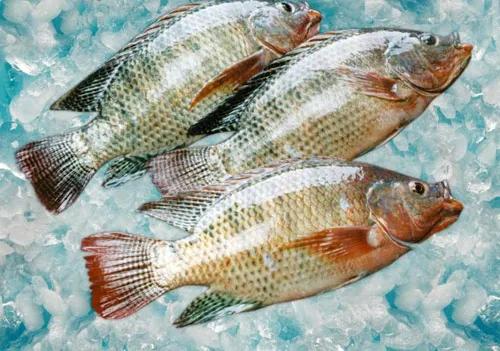 水產人注意 套養這些魚品種，低成本實現病害防治